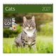 Календар настінний Helma 2027 Cats, 30x30 см (LP01-27) - зображення 1