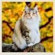 Календар настінний Helma 2027 Cats, 30x30 см (LP01-27) - зображення 2