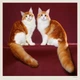 Календар настінний Helma 2027 Cats, 30x30 см (LP01-27) - зображення 13