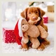 Календарь настенный Helma 2027 Dogs, 30x30 см (LP02-27) - изображение 2