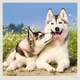 Календарь настенный Helma 2027 Dogs, 30x30 см (LP02-27) - изображение 8