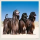 Календарь настенный Helma 2027 Dogs, 30x30 см (LP02-27) - изображение 10