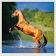 Календарь настенный Helma 2027 Horses, 30x30 см (LP03-27) - изображение 4