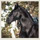 Календарь настенный Helma 2027 Horses, 30x30 см (LP03-27) - изображение 9