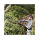 Кущоріз Black&Decker BEHTS501 - зображення 4