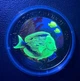 Риба-хірург 2024 рік Австрія колекційна монета 3 євро. Серія: Морське життя, що світиться - изображение 2