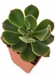 Суккулент Эхеверия Пульвината Фрости (Echeveria pulvinata Frosty) (s116s) - изображение 1