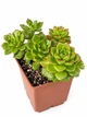 Суккулент Эхеверия Ред Лантен (Echeveria Red Lanten) (s134s) - изображение 1