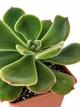 Суккулент Эхеверия Пульвината Фрости (Echeveria pulvinata Frosty) (s116s) - изображение 2