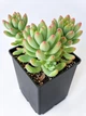 Суккулент Эхеверия Харукасуми (Echeveria Harukasumi) (s125s) - изображение 2