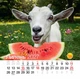 Календар 2027 Рік Кози (Funny Goat) із серії Свято кожен день - зображення 8