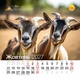 Календар 2027 Рік Кози (Funny Goat) із серії Свято кожен день - зображення 11