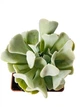 Суккулент Эхеверия Топси Турве (Echeveria runyonii Topsy Turvy) (s008s) - изображение 3