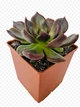 Суккулент Эхеверия Чёрный принц ( Echeveria Black Prince) (s024s) - изображение 1