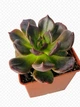 Суккулент Эхеверия Чёрный принц ( Echeveria Black Prince) (s024s) - изображение 2