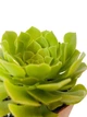 Суккулент Эониум Убрикум (Aeonium arboreum) (s011s) - изображение 3