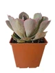 Сукулент Ехеверія Неон Брекерз (Echeveria Neon Breakers), контейнер 7*7*8 см (s014s) - зображення 1
