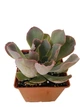 Сукулент Ехеверія Неон Брекерз (Echeveria Neon Breakers), контейнер 7*7*8 см (s014s) - зображення 2