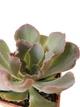 Сукулент Ехеверія Неон Брекерз (Echeveria Neon Breakers), контейнер 7*7*8 см (s014s) - зображення 3