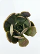 Суккулент Эхеверия Марром (Echeveria Marrom) (s006s) - изображение 4