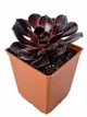 Эониум Шварцкопф (Aeonium Zwartzkopf) (s104s) - изображение 1