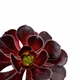 Эониум Шварцкопф (Aeonium Zwartzkopf) (s104s) - изображение 3