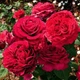 Роза «4 ветра»/La Rose des 4 Vents. Флорибунда - изображение 1