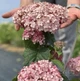 Гортензія деревоподібна Світ Аннабель (Hydrangea arborescens Sweet Annabelle) Р9 - зображення 2