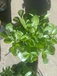 Гіпсофіла волотиста Плена Вайт. Gypsophila paniculata Plena White Р9 - зображення 4