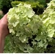 Гортензия метельчатая «Металлика» - гигант (Hydrangea paniculata Metallica) Р9 - изображение 5