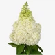 Гортензія волотиста Меджикал Кіліманджаро. (Hydrangea paniculata Magical Kilimanjaro) Р9 - зображення 4