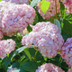 Гортензія деревовидна Мінібель. (Hydrangea arborescens Minibelle) Р9 - зображення 1