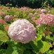 Гортензія деревовидна Мінібель. (Hydrangea arborescens Minibelle) Р9 - зображення 2