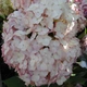Гортензія деревовидна Мінібель. (Hydrangea arborescens Minibelle) Р9 - зображення 3