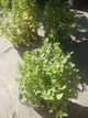 Спірея японська Літтл Принцес. (Spiraea japonica Little Princess) Р9 - зображення 2
