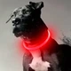 Яскравий світлодіодний LED нашийник для собак та котів 70 см (можна вкорочувати) з USB-заряд. кабель в комплекті. Видимість до 500м в темноті. Колір червоний. - зображення 2