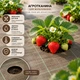 Агротканина Agreen 100г/м² 1.6х50м 2 ряди готових лунок для посадки коричнева A101196 - изображение 3