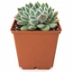 Сукулент Ехеверія Сетоза Мексиканський феєрверк (Echeveria setosa Mexican Firecracker) (s078s) - зображення 1