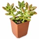 Сукулент Седум Адольфа (Sedum adolphii) (s052s) - зображення 1