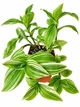 Сукулент Традесканція Альбовіттата (Tradescantia albiflora Albovittata) (s121m) - зображення 1