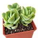 Сукулент Ехеверія Ловлі Роуз (Echeveria Lovely Rose) (s090s) - зображення 2