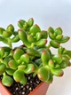Седум червонозабарвлений (Sedum rubrotinctum) - зображення 2