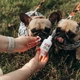 Лососева олія для собак та котів PRACTIK SUPERFOOD 100 мл - изображение 2