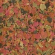 Корм для аквариумных рыб в хлопьях TetraMin Flakes 12 г - изображение 2