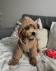 Худи для собаки капучино “Teddy” Feel with Fill, размер XL - изображение 2