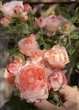 Роза Принцесса Сакура. (Princess Sakura) Японский - изображение 8