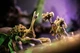 Настільна гра Portal Games Primal: Пробудження (польське видання) (5905794221387) - зображення 7