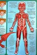 Тіло людини. Енциклопедія. Понад 250 фактів - изображение 7
