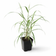 Фалярис тростниковый вариегатный (Phalaris arundinacea var. picta), саженец в горшке 0,5 л - изображение 4
