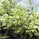 Барвінок великий Variegata (Vinca major Variegata) вічнозелений ґрунтопокривний багаторічник саджанець у контейнері 180 мл - зображення 4